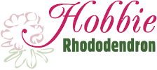 Hobbie Rhododendron